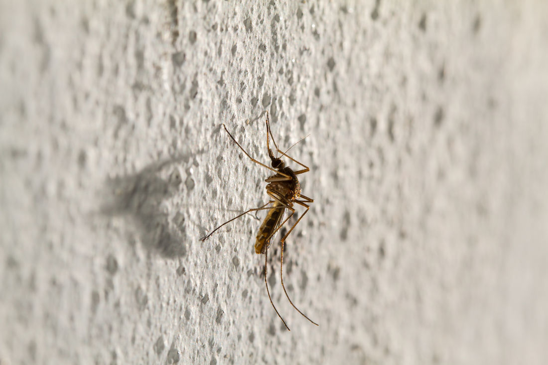 mozzie on wall